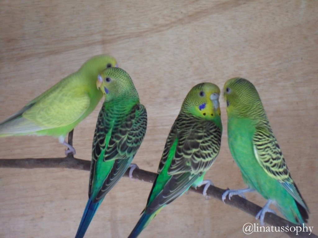 Parkit Family